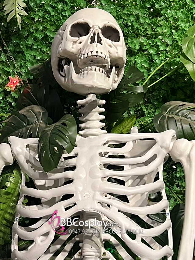 Bộ Xương Người Mô Hình Tỉ Lệ Thật 1:1