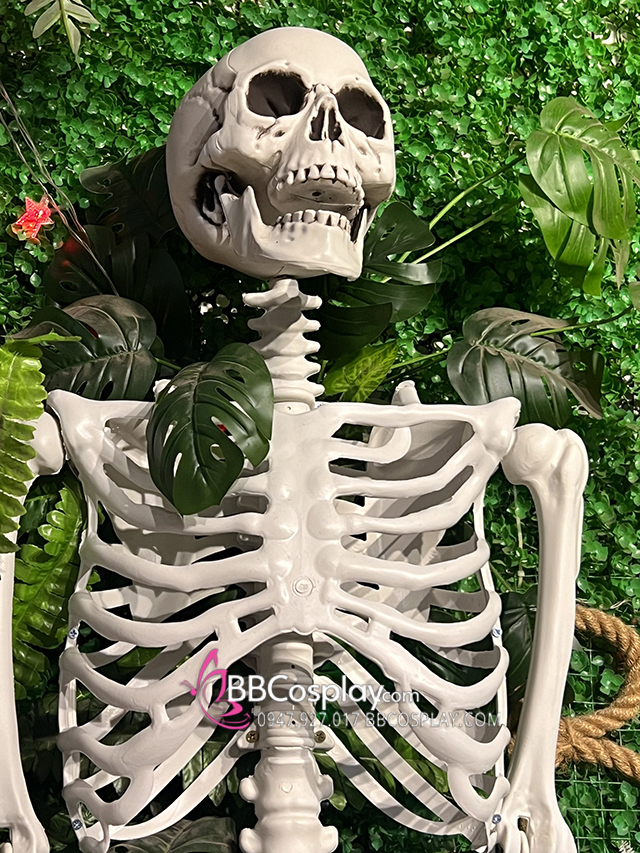 Bộ Xương Người Mô Hình Tỉ Lệ Thật 1:1