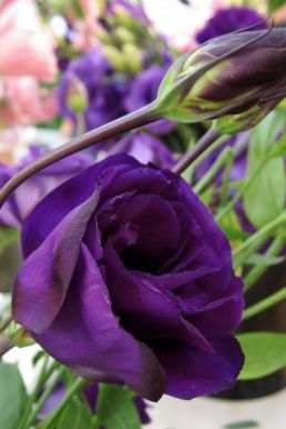 Đồ Bơi Bikini Tím Hoa Cát Tường